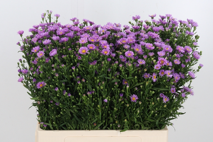 <h4>Aster Astee Pink Mi</h4>