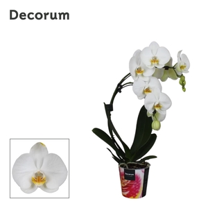 Phalaenopsis 2 tak, Decorum Boemerrang Wit