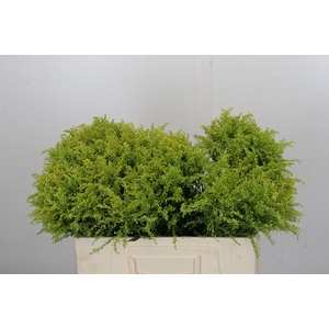 Solidago Tara Gold