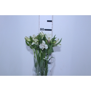 ALSTROEMERIA WHITNEY 080 CM