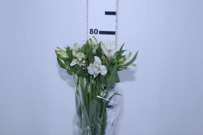 ALSTROEMERIA WHITNEY 080 CM