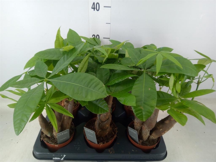 <h4>Pachira aquatica</h4>