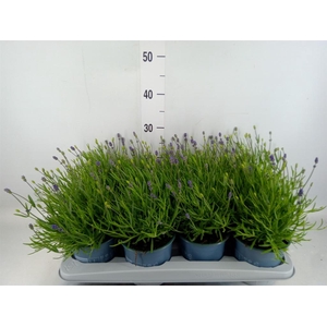 Lavandula angus. 'Essence Pure'