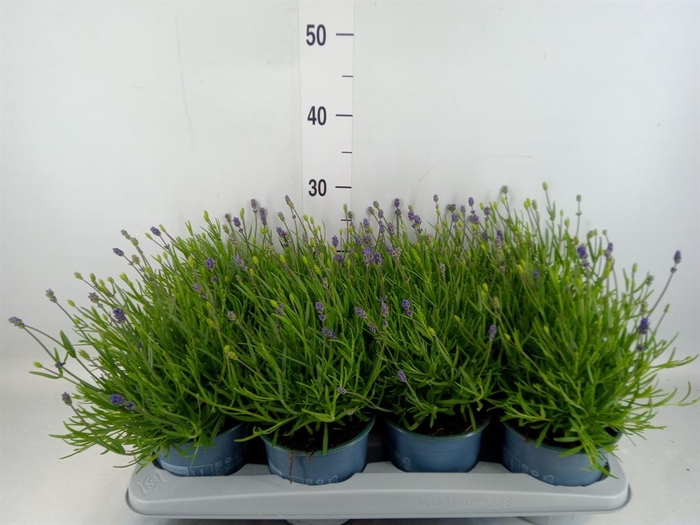 <h4>Lavandula angus. 'Essence Pure'</h4>