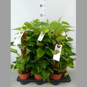 Epipremnum pinn.   ...moss stick