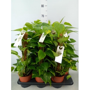 Epipremnum pinn.   ...moss stick