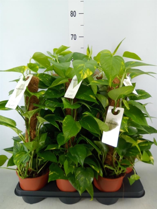 <h4>Epipremnum pinn.   ...moss stick</h4>