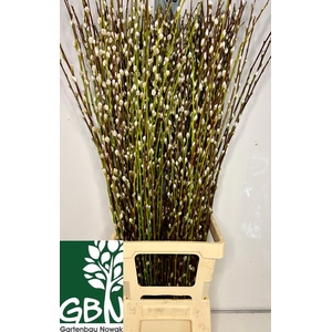 SALIX WILGENKATJES