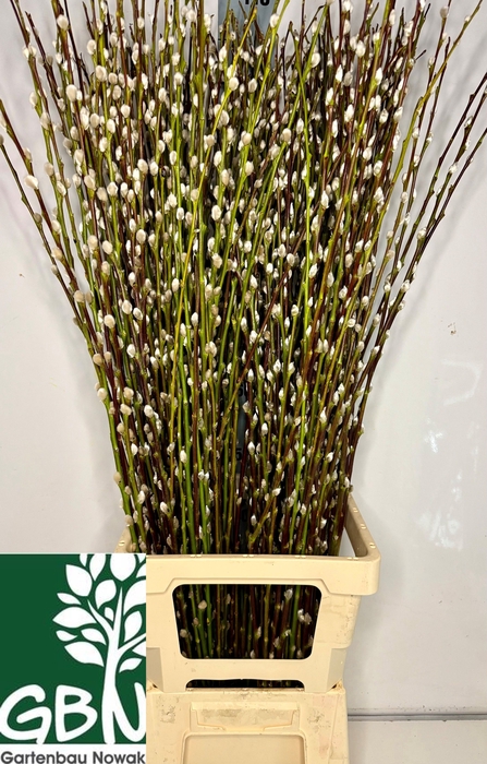 <h4>SALIX WILGENKATJES</h4>
