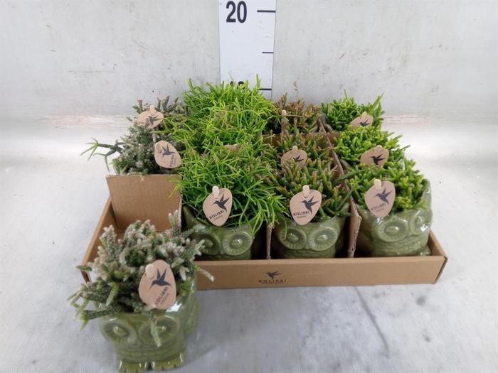 <h4>Rhipsalis   ...mix</h4>