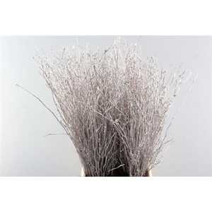 Betula Ov Klb H%