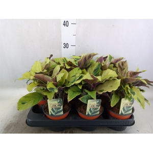 Calathea  'Fusion Yellow'