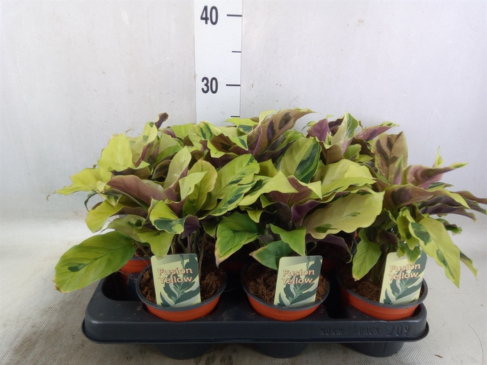 <h4>Calathea  'Fusion Yellow'</h4>