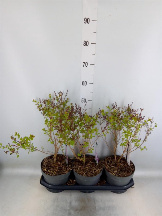 <h4>Syringa   ...</h4>