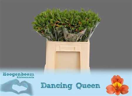 <h4>Alstr Dancing Queen 30 Gram 60cm</h4>