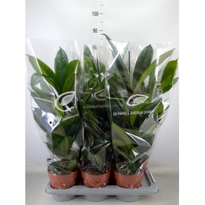 Ficus cyathistipula