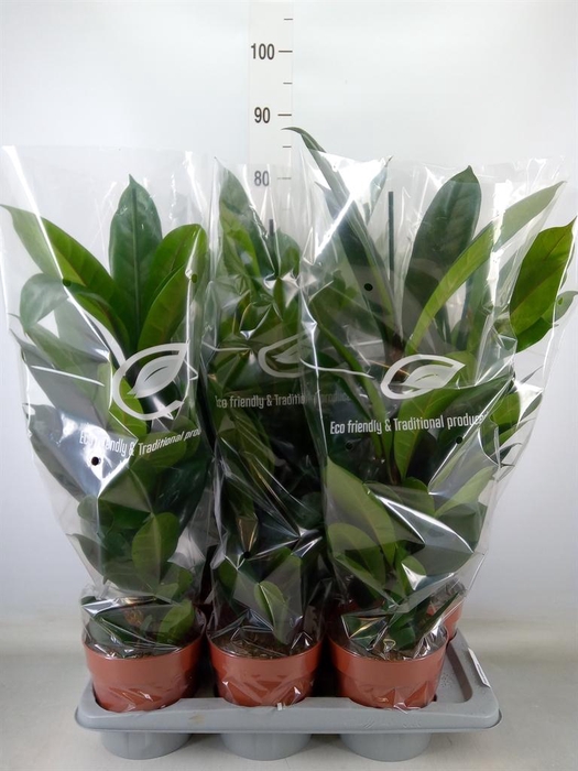 <h4>Ficus cyathistipula</h4>