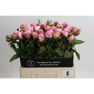Paeonia Gardenia