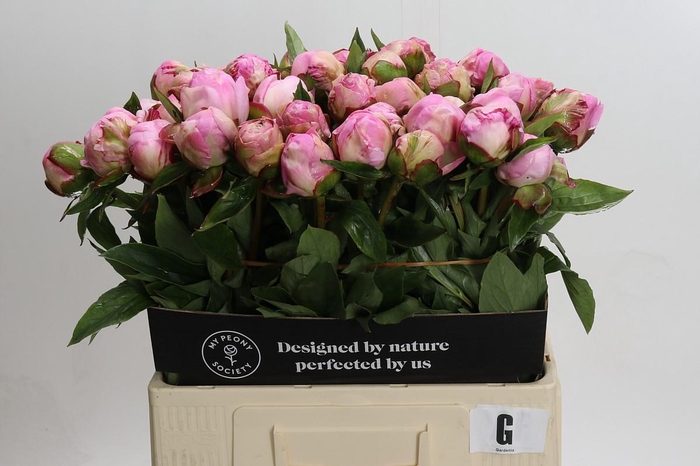 Paeonia Gardenia