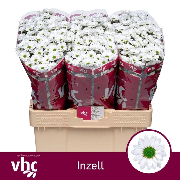 <h4>CHR S AAA INZELL</h4>