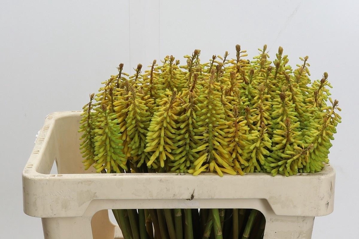 <h4>KNIP SUN YELLOW</h4>