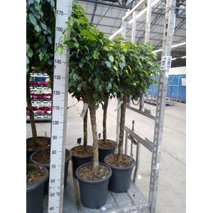 Ficus benja. 'Danielle'