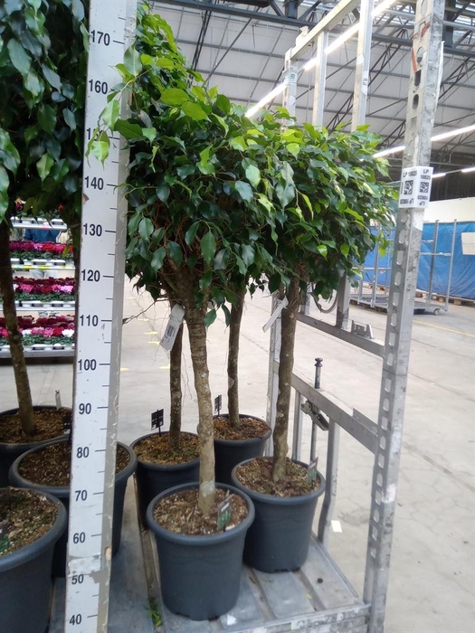 <h4>Ficus benja. 'Danielle'</h4>