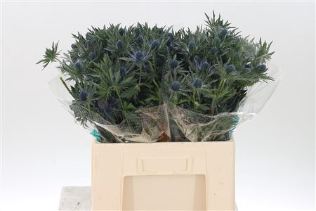 <h4>Eryngium Orion Qstar</h4>