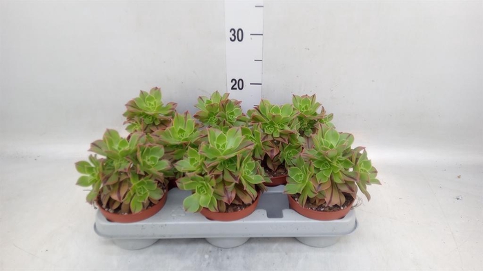 <h4>Aeonium   ...</h4>