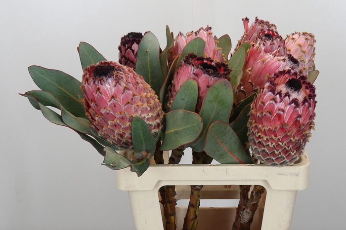 <h4>Protea Barbigera</h4>