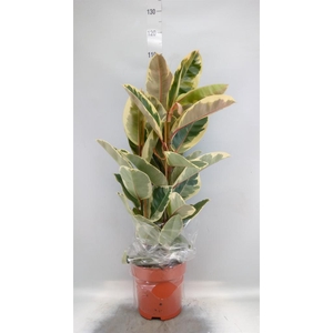 Ficus elastica 'Tineke'
