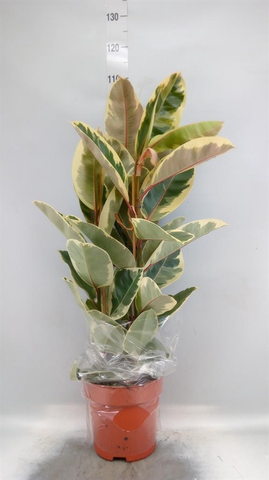 <h4>Ficus elastica 'Tineke'</h4>