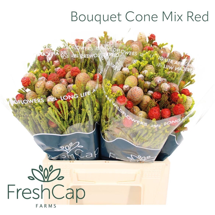 <h4>Bouquet Cone Mix Red</h4>