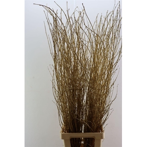 Berk Lang Gl Platina Pbs