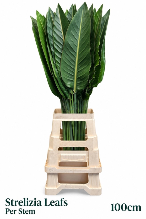 <h4>STRELIT BLAD</h4>