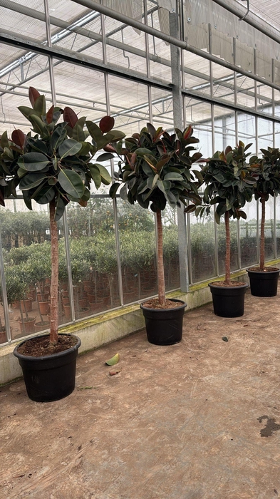 <h4>FIC EL ROBUSTA</h4>