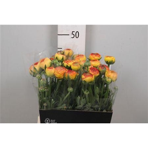 Ran Aazur Orange Str