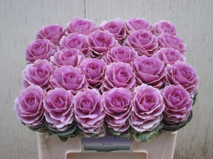 <h4>Brass Crane Pink</h4>