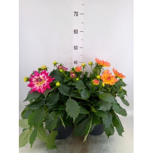 Dahlia DE 'XXL Aztec'   ...patio