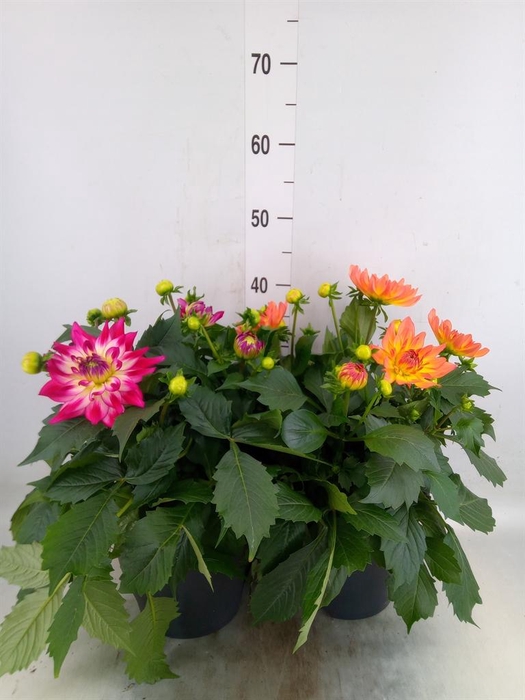<h4>Dahlia DE 'XXL Aztec'   ...patio</h4>