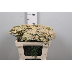 Achillea millef. 'Lachsschonheit'