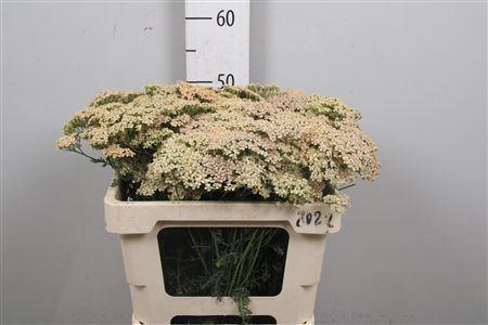 <h4>Achillea millef. 'Lachsschonheit'</h4>