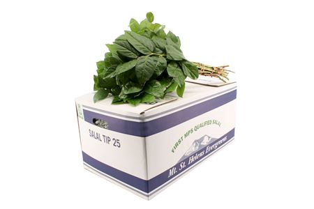 <h4>Gaultheria shallon pb</h4>