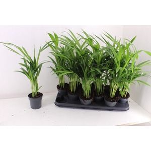 Dypsis lutescens   ...Chrysalidoca