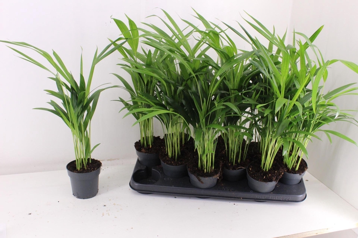 <h4>Dypsis lutescens ...Chrysalidoca</h4>