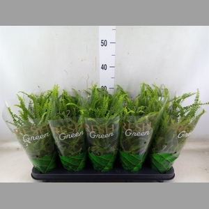 Nephrolepis cord. 'Duffii'
