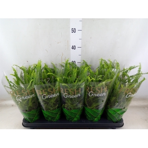 Nephrolepis cord. 'Duffii'