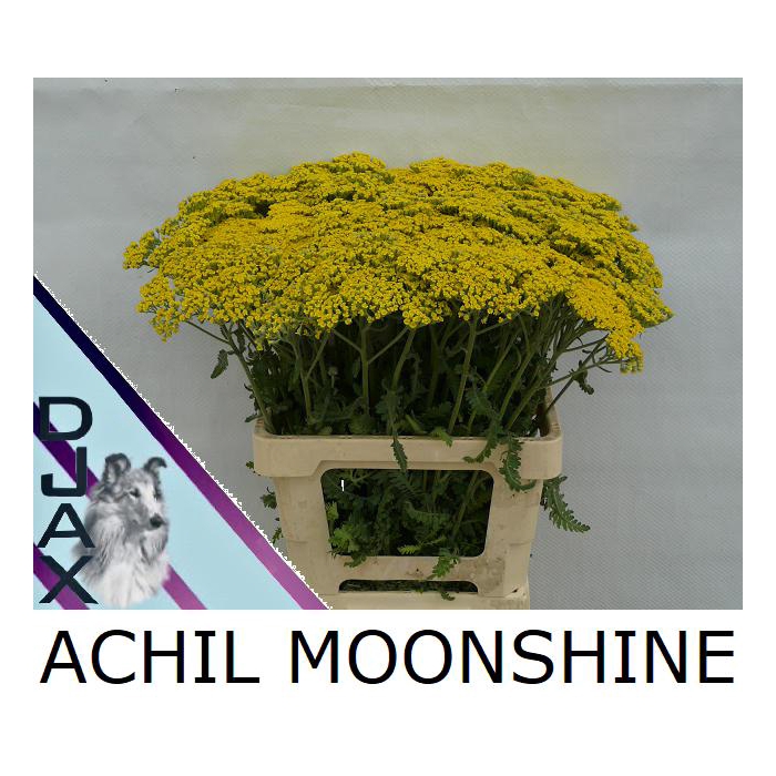 <h4>Achil Moonshine</h4>