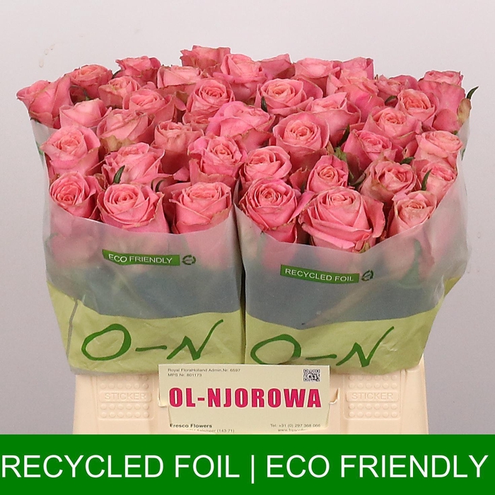 <h4>R GR HERMOSA+</h4>