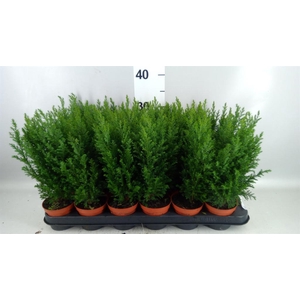 Chamaecyparis laws. 'Ellwoodii'